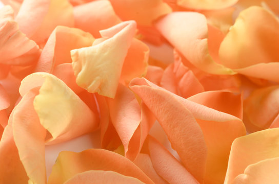 Orange Rose Petals