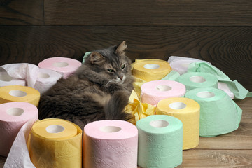 Cat and a lot of toilet paper. Cat resting among the rolls of colored toilet paper. Toilet for cats 