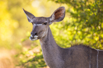 A Kudu cow making a funny face