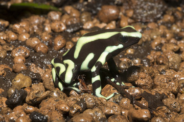 brightly colored frog, Green and Black Dart Frog, Dendrobates auratus