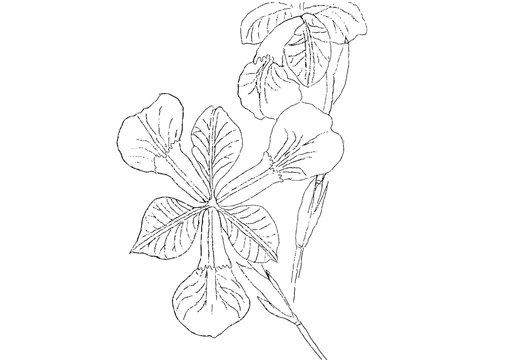 Iris flower line drawing  