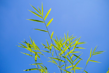 Bamboo leaf background on blue sky.
