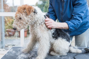 Side view of trimming of the Fox Terrier. Horizontally