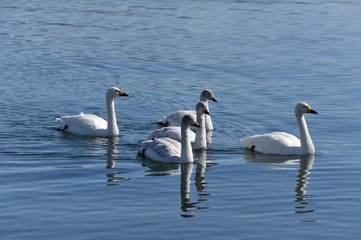 ハクチョウ一家