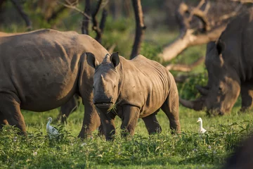 Crédence de cuisine en verre imprimé Rhinocéros Un jeune rhinocéros regardant la caméra