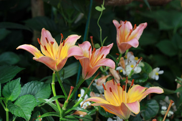 Fototapeta premium Beautifull winter Flowers