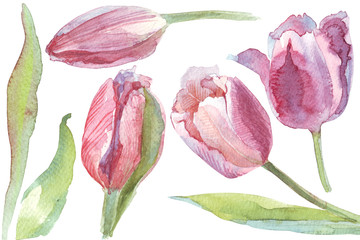 watercolor flowers tulips separately - 102488957
