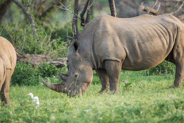 Fototapeta premium Grazing Rhino standing in a green field
