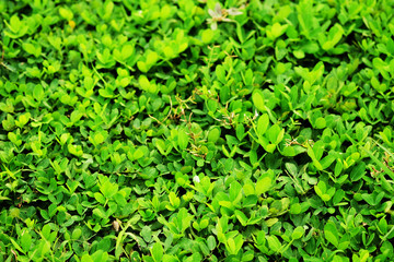 Green leaf foreground focus

