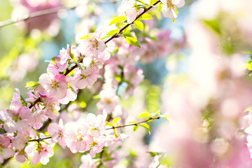 Cherry blossoms on a branch in the sunshine. Tonning photo