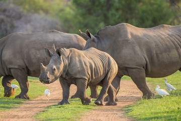 Obraz premium Young Rhino walking across the road with its family