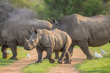Crédence de cuisine en verre imprimé Rhinocéros Jeune rhinocéros traversant la route avec sa famille