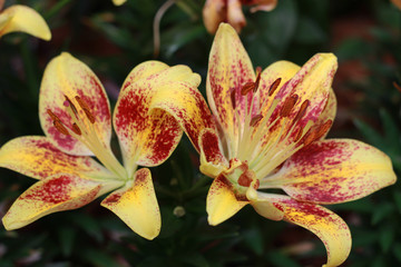 Fototapeta premium Beautifull winter Flowers