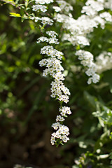 Beautiful white flowering shrub Spirea aguta (Brides wreath).