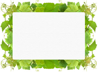 fond de vigne sur papier à lettres blanc