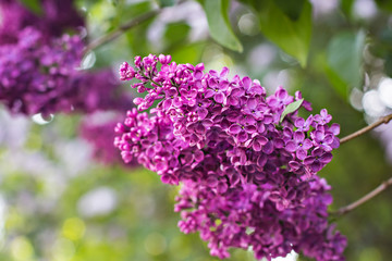 Obraz premium Green branch with spring lilac flowers