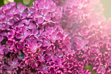 Green branch with spring lilac flowers