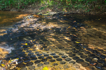 Kbal Spean stone carvings