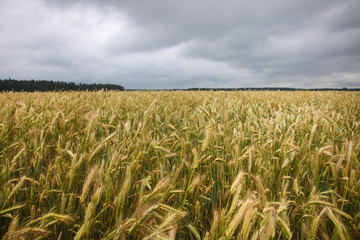wheat fields