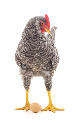 Chicken with egg.