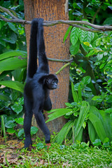 Wild Spider Monkey
