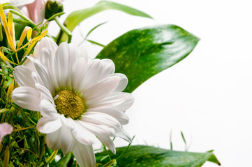 Chamomile flowers in a bouquet