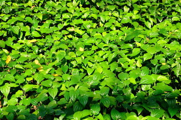 ivy betel tree for background textures