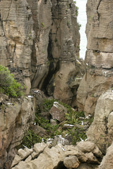 Bizarre rock formed by erosion Punakaiki, New Zealand South Island