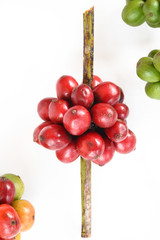 ripe coffee beans isolated on white background