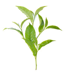 green tea leaf on white background