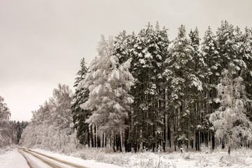 Russia. Winter landscape. Wood and road