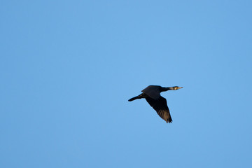 fliegender Kormoran