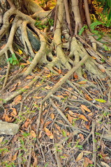tree root