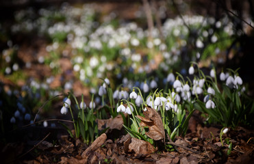 Carpet of snowdrops Galanthus plicatus in spring forest