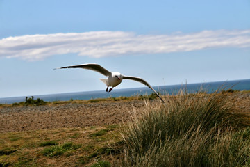 Fototapeta na wymiar Red-billed Gull, Larus novaehollandiae in flight, South Island New Zealand
