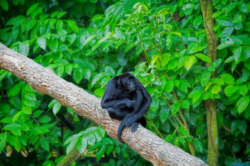 Wild Spider Monkey