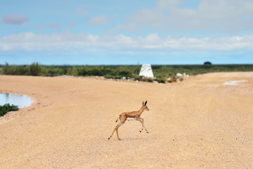 Baby springbok antelope