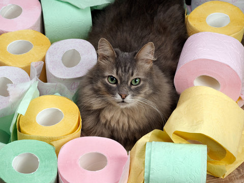 Cat and a lot of toilet paper. Cat resting among the rolls of colored toilet paper. Toilet for cats