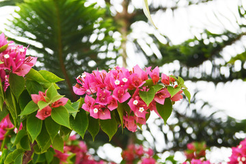 bougainvillea flower 
