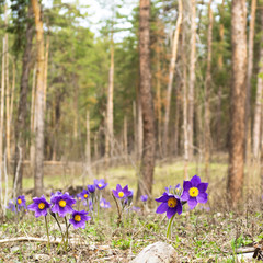 Spring flowers in the forest Glade