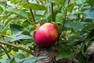 Apple beautiful and ripe 