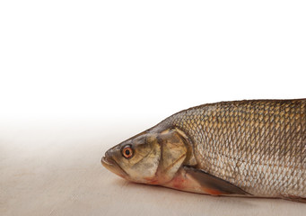 Profile of raw fish
