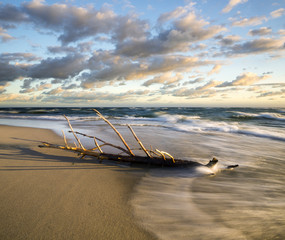 Konar wyrzucony przez fale na plażę morską