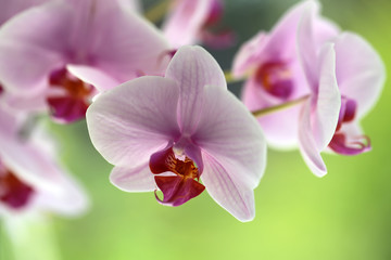 Branch of pretty pink orchid