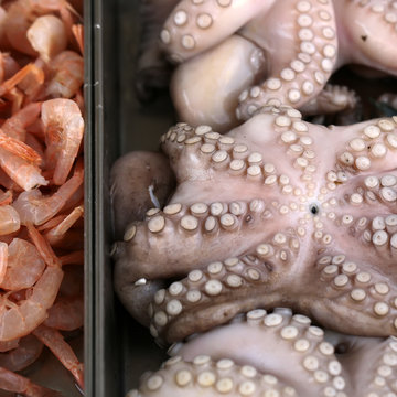 Raw shrimps and cephalopods