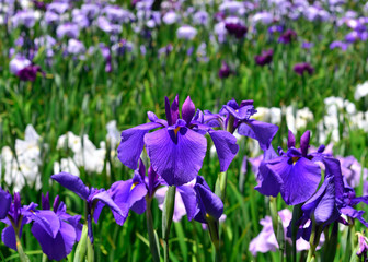 花菖蒲 初夏 京都, flowering iris, early summer in Kyoto Japan.