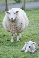  Lamm