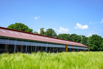 Grüne Getreideähren mit modernem Kuhstall dahinter