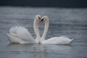 Naklejka premium Para łabędzi