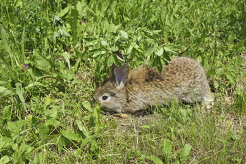 little rabbit is on a pasture